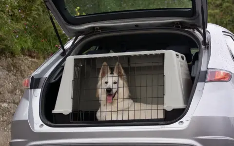 Biały pies w transporterze w bagażniku samochodu czeka na podróż.