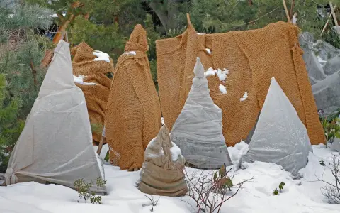 Protection hivernale des plantes, dont des campanules, sous des bâches et toiles de jute.