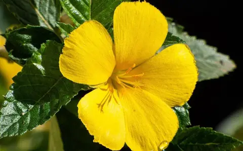 Eine leuchtend gelbe Blüte, vielleicht Damiana, deren Wirkung man spürt. Grüne Blätter umrahmen die zarte Blüte.