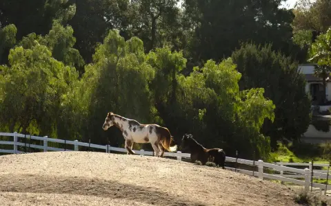 Deux chevaux, l'un pie, l'autre bai, paissent près d'une clôture blanche. La distance de clôture pour chevaux entre voisins est bien visible.