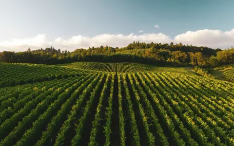 Reihen von grünen Weinreben erstrecken sich über Hügel, die an eine deutsche Corvina-Weinlese erinnern.