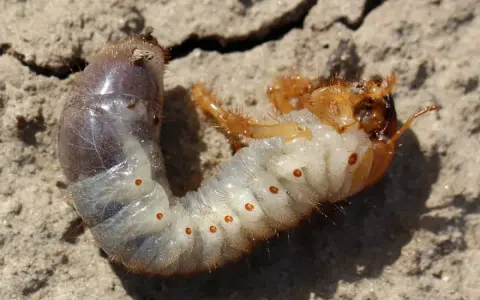 Larve de hanneton, blanche et dodue, avec des points orange, se tortillant sur le sol sec. Elle est un habitant commun du compost.