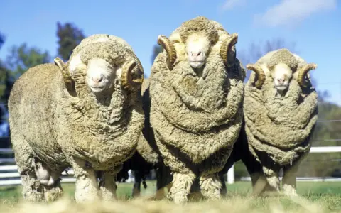 Drei Merinoschafe mit imposanten Hörnern stehen nebeneinander. Ihre dicke Wolle wirft Fragen auf bezüglich Merino Wolle Tierleid.