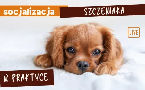 Jak socjalizować szczeniaka, aby uniknąć problemów w przyszłości