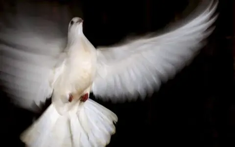 Weiße Taube im Flug, ein Symbol für den heiligen Geist.