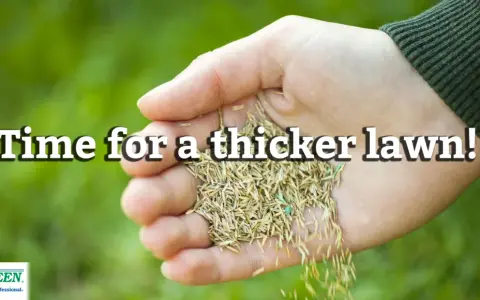 Hand holding grass seed, ready to overseed a lawn in spring for a thicker, greener yard.