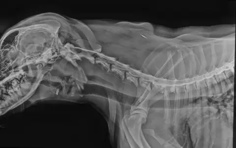 RTG kręgosłupa psa, widoczny implant. Rozważasz operację kręgosłupa u psa? Koszt może być wysoki, ale warto sprawdzić.