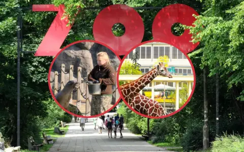 Wielkie czerwone litery "ZOO" nad alejką. W środku koła: pracownik karmi foki, żyrafa na tle budynku. To wspaniały dzień w zoo w Polsce!