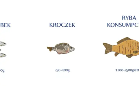 Ilustracja pokazuje, jak wygląda karp w różnych stadiach rozwoju: narybek, kroczek i ryba konsumpcyjna.