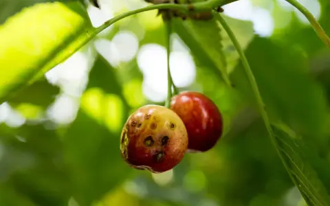 Deux cerises sur une branche, l'une est saine, l'autre montre des signes de maladie du cerisier avec des taches sombres.