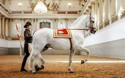 Eine Reiterin führt ein weißes Pferd mit prachtvoller Decke in der Spanischen Hofreitschule Wien.