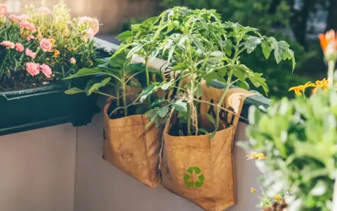 Sadzonki pomidorów w workach z recyklingu na balkonie. Proste wskazówki, jak sadzić pomidory w doniczkach, by cieszyć się własnymi plonami.