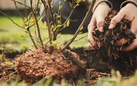 Ręce wsypują ziemię z korzeniami do dołka, przygotowując sadzenie borówki amerykańskiej.