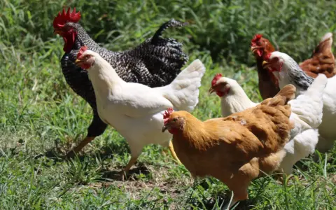 Un gallo nero e bianco guida una varietà di galline bianche, marroni e a strisce nell'erba.