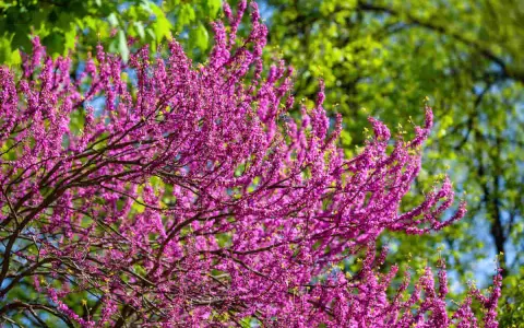 Un arbre de Judée en pleine floraison, ses branches chargées de fleurs roses vives contrastent avec le feuillage vert tendre et le ciel bleu.