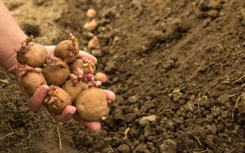 Main d'une personne tenant plusieurs pommes de terre germées, prêtes pour le semis. L'espacement pomme de terre est crucial pour une bonne récolte.