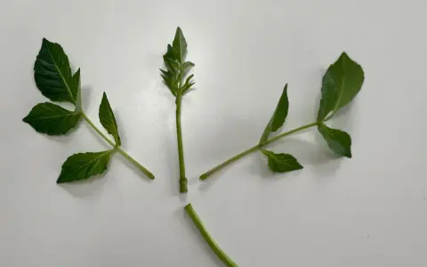 Gröna dahlia sticklingar redo att toppas för att främja buskigare tillväxt.