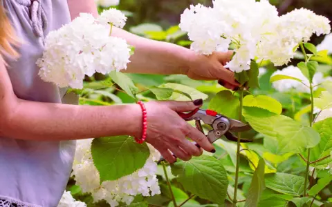 Frau schneidet mit einer Gartenschere weiße Hortensien. Die Blüten sind üppig und weiß, die Blätter grün.