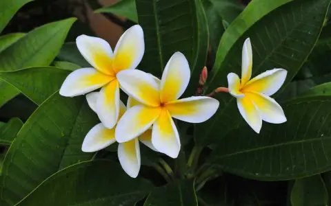 Un magnifique frangipanier en pot, ses fleurs blanches et jaunes éclatantes se détachant sur le feuillage vert profond.