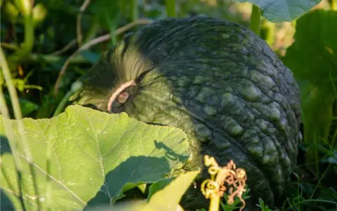 Zucche verdi e rugose, cresciute grazie a un ottimo concime per zucche, tra foglie rigogliose e un viticcio dorato.
