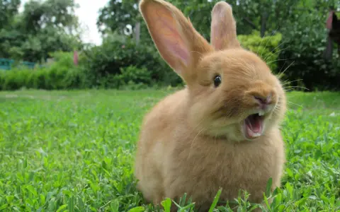 Ein süßes, orangefarbenes Kaninchen sitzt im Gras und scheint zu gähnen. Es sieht aus, als würde es mich gleich ablecken wollen.