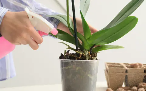 Eine Hand sprüht eine Orchidee mit einem rosa Sprühflakon. Die richtige Orchideen Pflege ist wichtig für gesunde Pflanzen.