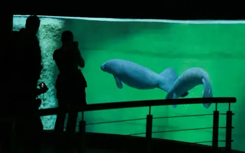 Afrykarium Wrocław: Bilety, ceny, godziny. Jak uniknąć kolejek?