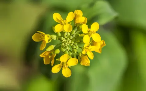 Grappe de petites fleurs jaunes vives, une fleur de moutarde éclatante sur fond vert flou.