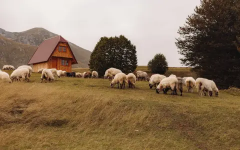 Stado owiec pasące się na łące obok drewnianego domu. Idealne miejsce na agroturystykę w górach Sowich.