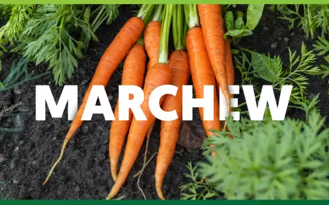 Świeże marchewki prosto z ziemi. Dowiedz się, jakie witaminy ma marchewka i dlaczego warto ją jeść.