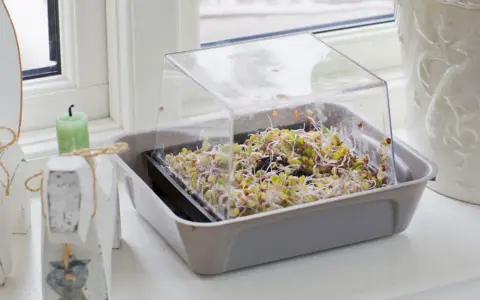 En bricka med färska groddar under ett plastlock. Enkelt att odla groddar hemma för en hälsosam kost.