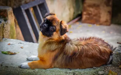 Uroczy spaniel tybetański leży na ziemi, ciekawie spoglądając w górę. Zastanawiasz się nad spaniel tybetański cena?