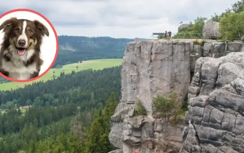 Radosny piesek w okręgu na tle malowniczych gór stołowych. Widok zapiera dech w piersiach, a piesek wygląda, jakby chciał dołączyć do spacerowiczów na szczycie.