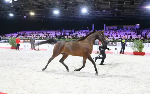 Un magnifique pur sang arabe en plein mouvement lors d'un show équestre, sous les regards d'un public nombreux.