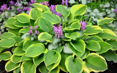 Bunte Hosta-Blätter mit lila Blüten. Ein schöner funkien standort im Garten.