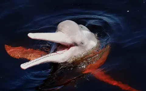 Różowy delfin z Amazonki wynurza się z ciemnej wody, otwierając pysk w uśmiechu. Jego płetwy mienią się w słońcu.