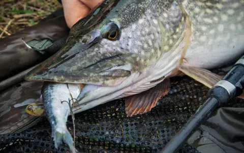 Ein großer Hecht mit einem kleineren Fisch im Maul, ein erfolgreicher Hecht Fang.