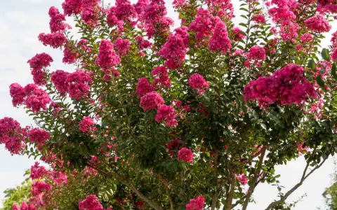 Un lilas des Indes en pleine floraison, ses grappes de fleurs roses vibrantes promettent un entretien facile pour un été coloré.