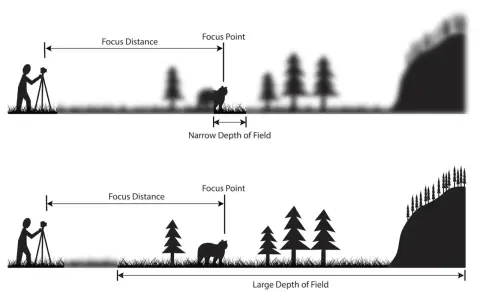Illustrazione che mostra come la lunghezza focale influenzi la profondità di campo: un'immagine con messa a fuoco su un orso e sfondo sfocato (stretta profondità di campo) e un'altra con tutto nitido (ampia profondità di campo).
