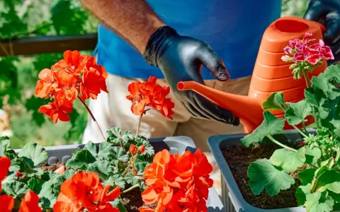 Ręce w czarnych rękawiczkach podlewają pelargonie z pomarańczowej konewki. Domowy nawóz do pelargonii zapewni im bujne kwitnienie.