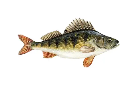 Okoń z charakterystycznymi ciemnymi pasami na grzbiecie i pomarańczowymi płetwami.