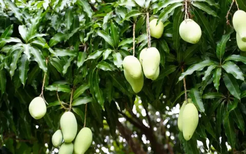 Zielone mango zwisające z drzewa. Czy mango to cytrus? Nie, to owoc pestkowy, choć równie pyszny!