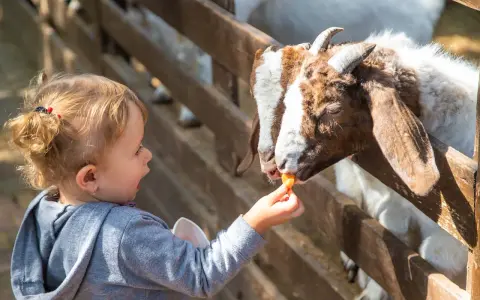 Dziecko karmi kozę marchewką w zoo. Sprawdź zoo kraków cennik, by poznać ceny biletów i atrakcje.