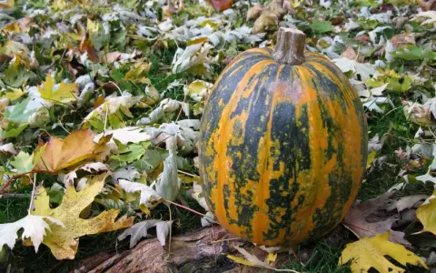 Courge Lady Godiva, striée d'orange et de vert, repose sur un tapis de feuilles d'automne.