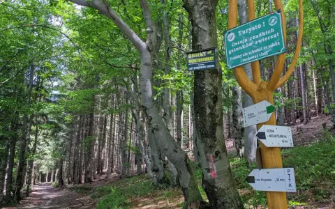 Leśna ścieżka prowadzi do Hali Krupowej. Znaki wskazują trasę i informują o ostoi zwierząt.