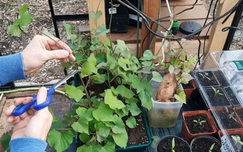 Des mains taillent des pousses de patate douce pour la culture. Une patate douce germée est visible à côté.