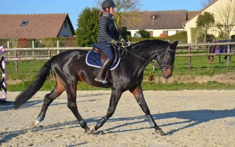 Une cavalière monte un cheval noir. Le cheval porte des protections aux membres, suggérant qu'il faut monter un cheval qui a de l'arthrose avec soin.