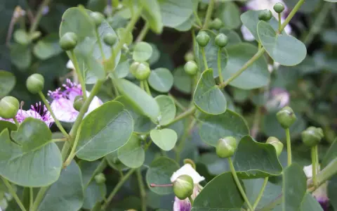 Gros plan sur des boutons de câpres verts et des fleurs mauves sur une plante en pleine culture.