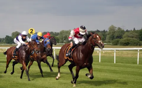 Course de chevaux : des jockeys en action sur l'hippodrome, le numéro 2 bien visible.