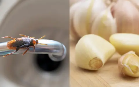 Una cucaracha en un grifo y dientes de ajo, sugiriendo una plaga de cucarachas y un remedio natural.